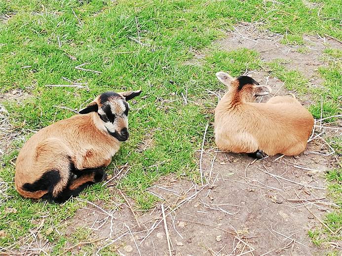 Wegens de hitte is kinderboerderij om 12 uur gesloten