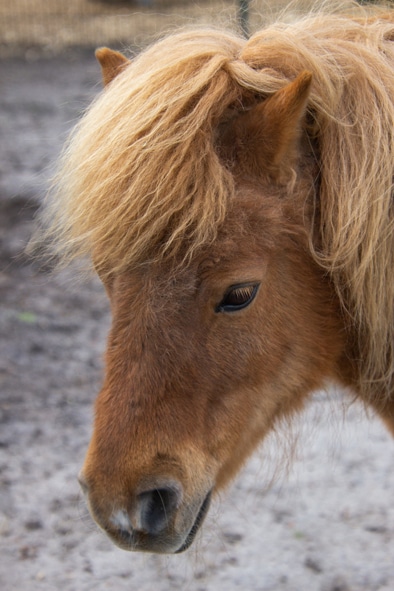 Flipper voor mij Hen Maggie de pony - Kinderboerderij 't Erf